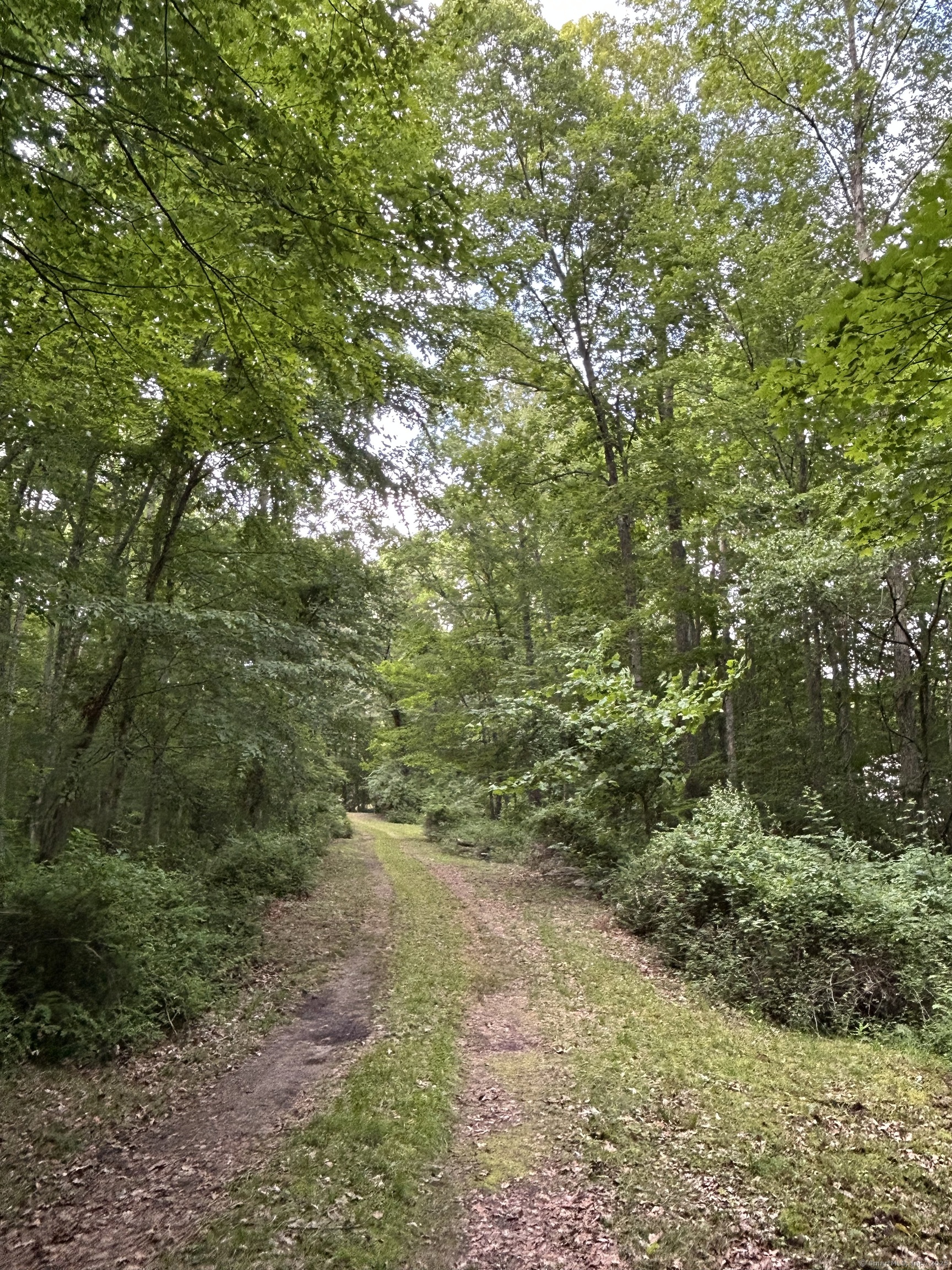 78 Salt Rock Road Sprague, CT 06330 - Photo 9 of 28 a view of a forest with lots of trees
