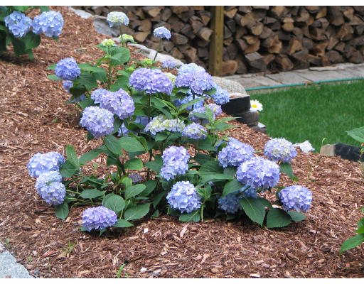 27 Lower Dam Way Dunstable, MA 01827 - Photo 17 of 19 a bunch of flowers are in a garden