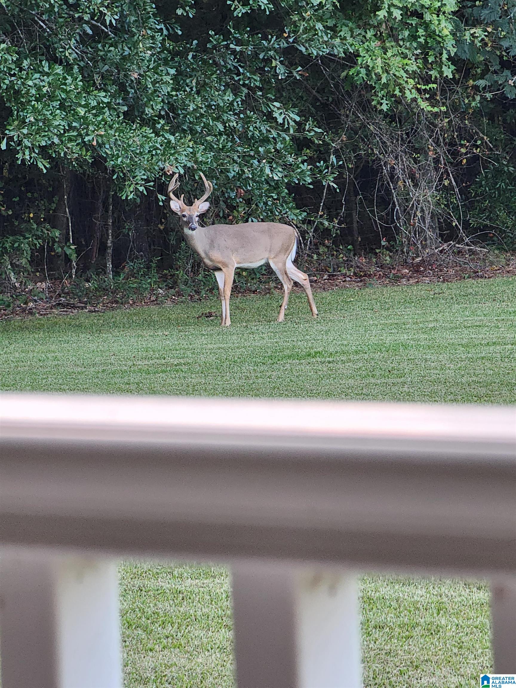 3651 Steele Station Road Rainbow City, AL 35906 - Photo 62 of 63