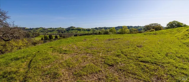 a view of a yard with plants and trees