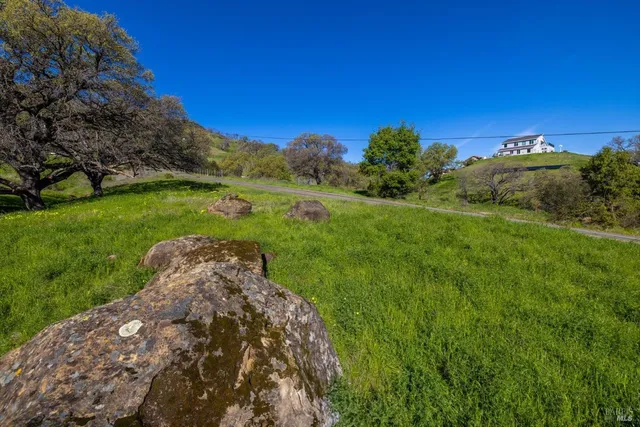 a view of yard with tree