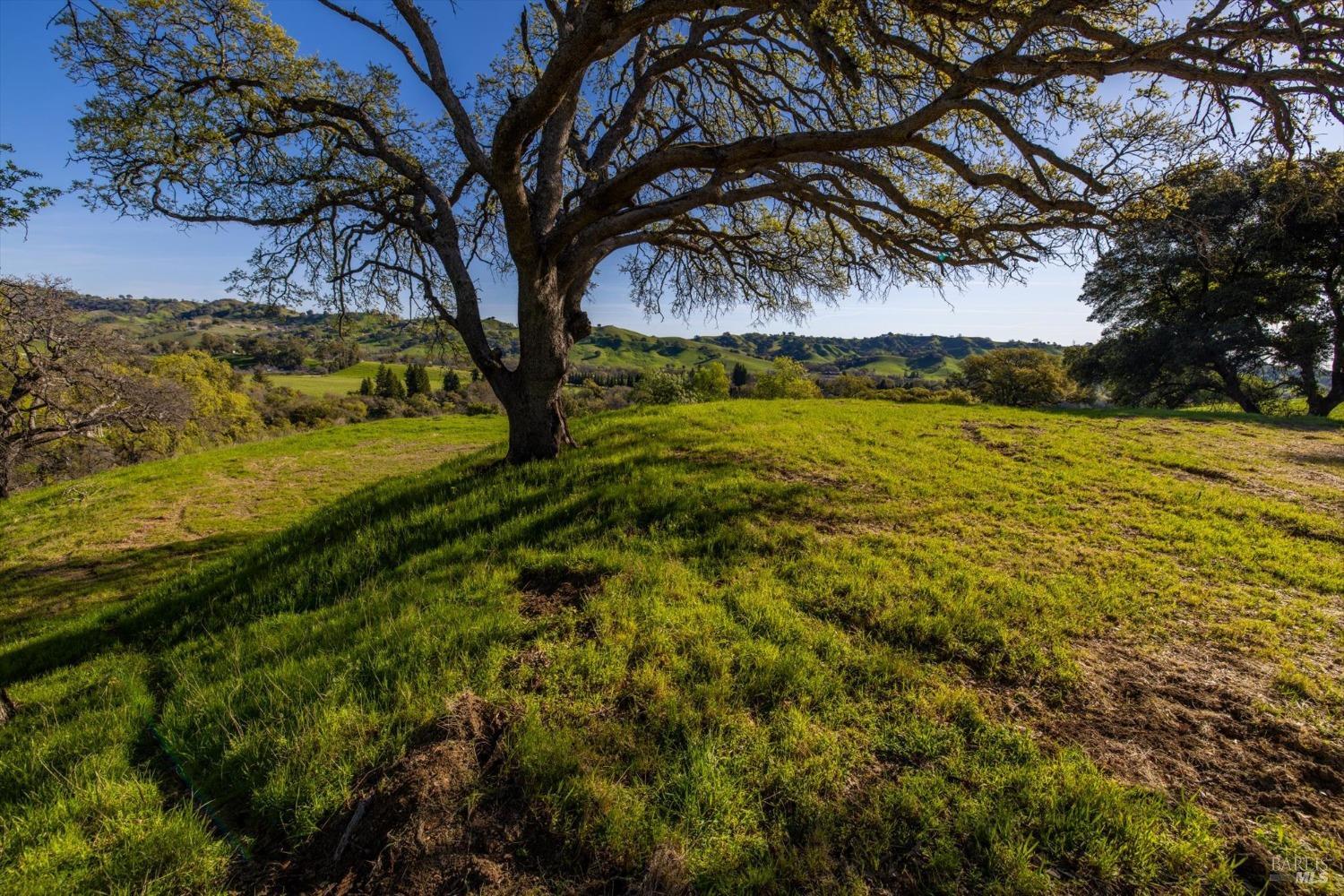 7031 Robindale Lane Vacaville, CA 95688 - Photo 36 of 42 a view of a yard with an trees