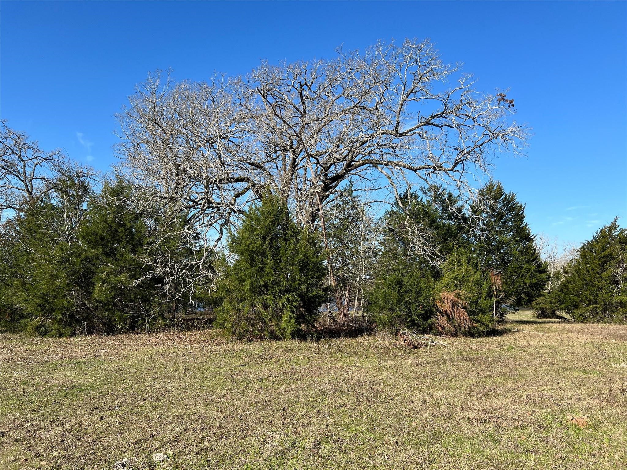 19285 Moriarty Road Richards, TX 77873 - Photo 3 of 12 a backyard of a house with large trees