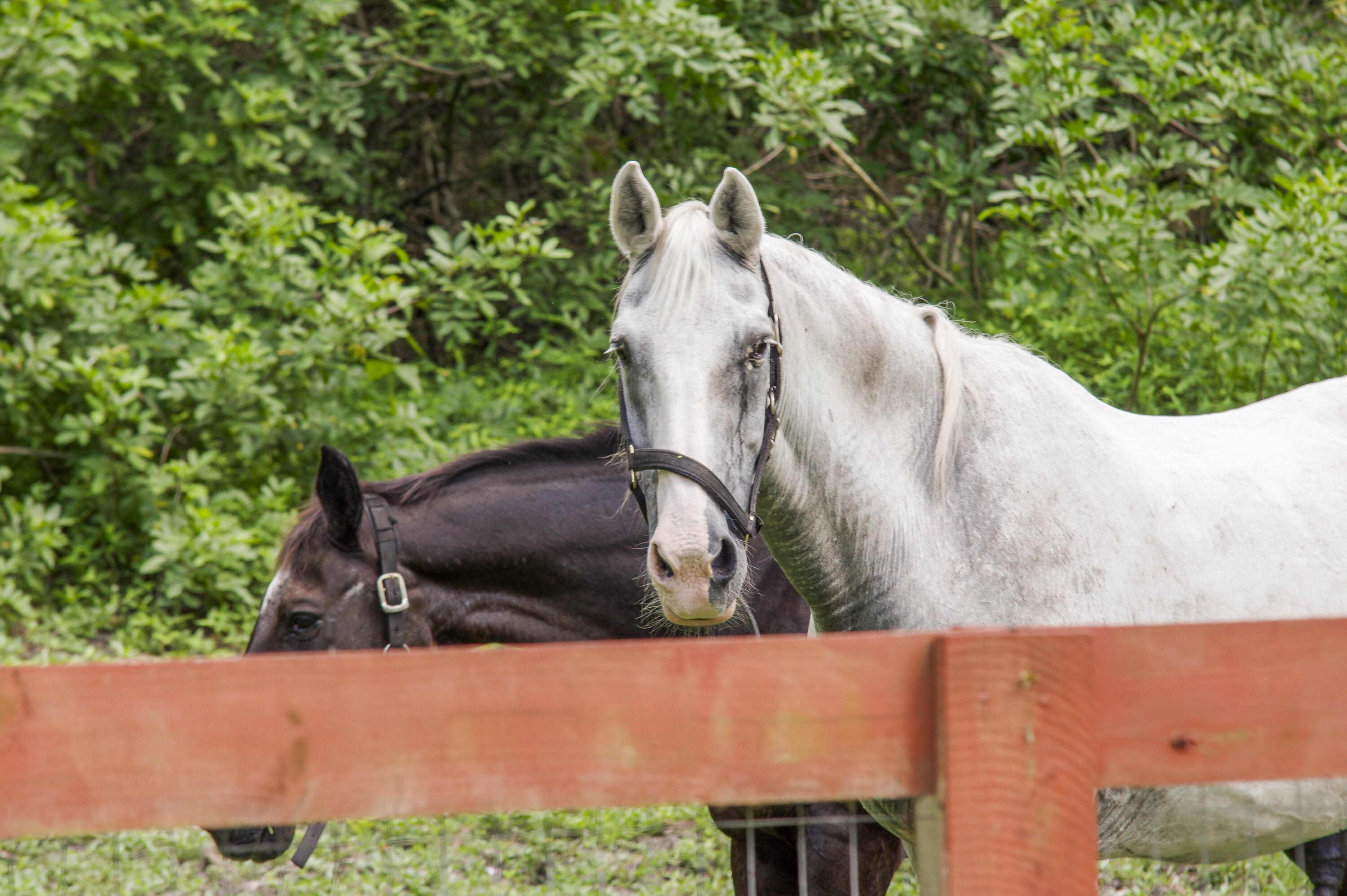 13395 Running Water Road Palm Beach Gardens, FL 33418 - Photo 96 of 112 _IMG4332