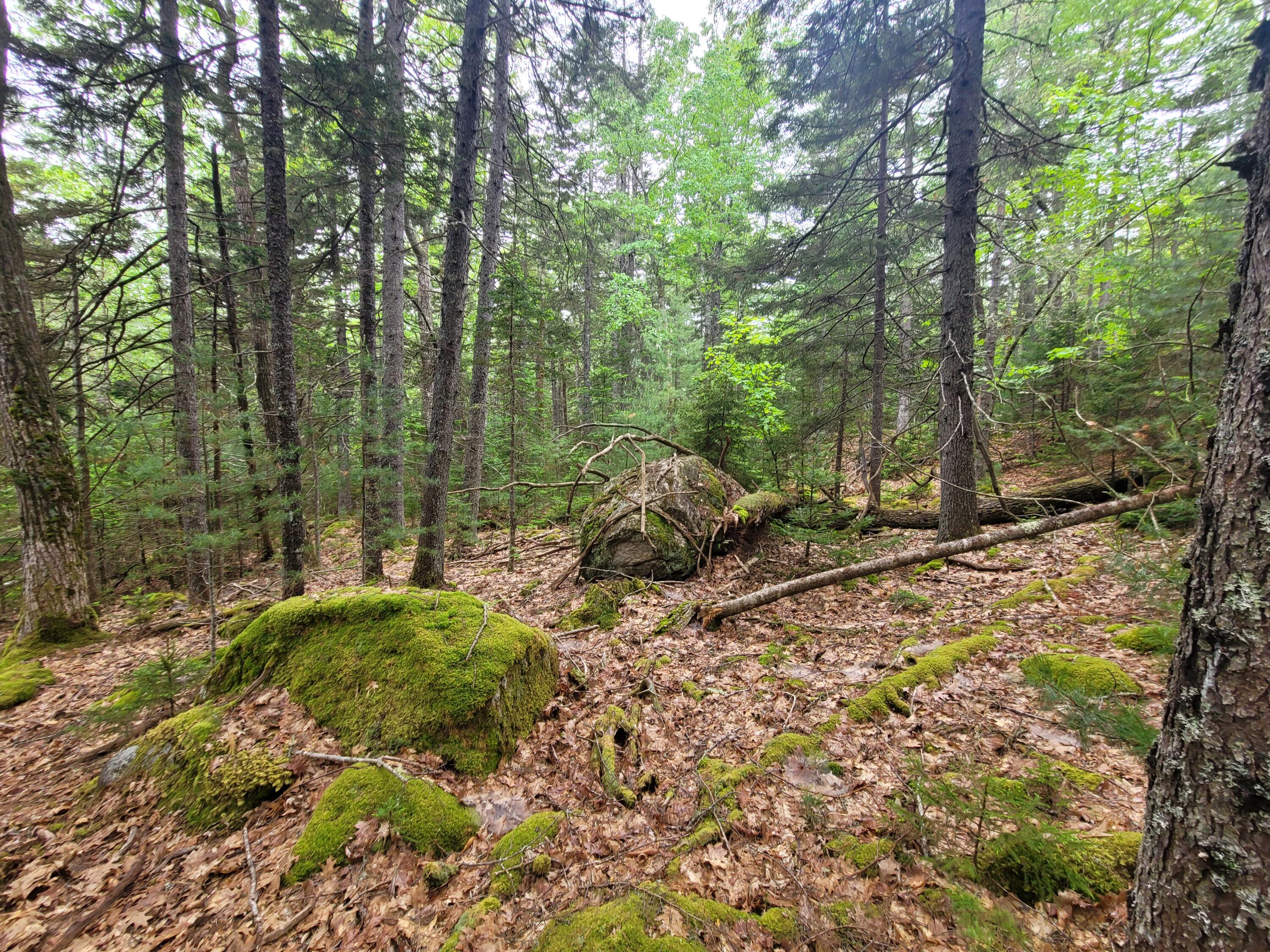 Tbd Grindleville Road Blue Hill, ME 04614 - Photo 33 of 52 Interior of lot