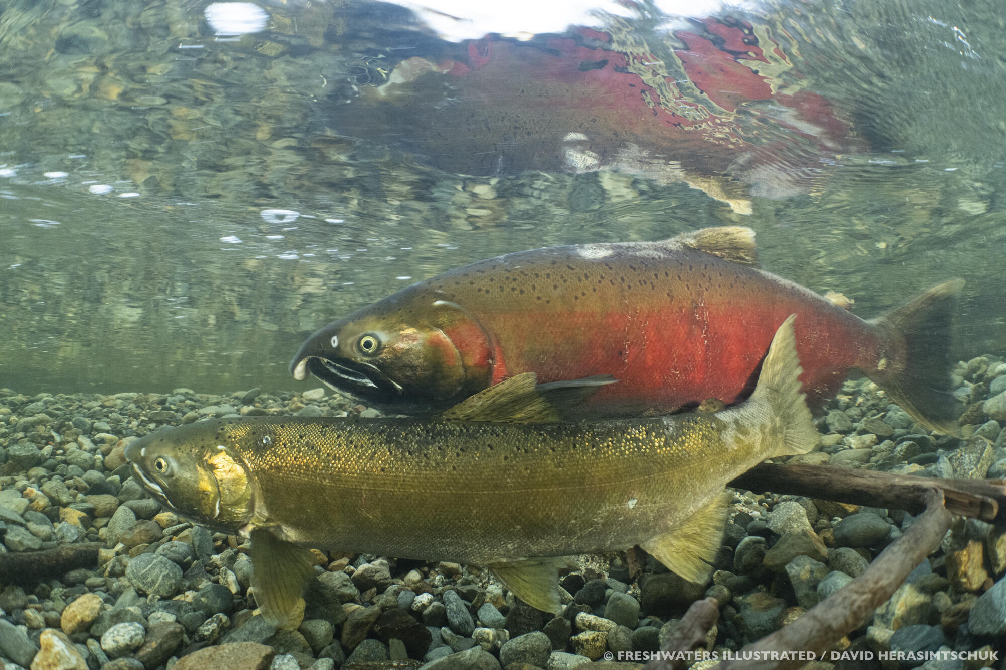 7530 Miners Creek Road Etna, CA 96027 - Photo 122 of 122 Marble Peaks Fish1