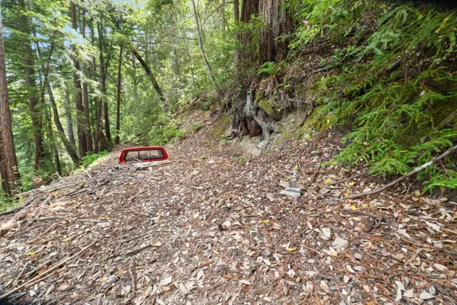 a view of a tree in a yard