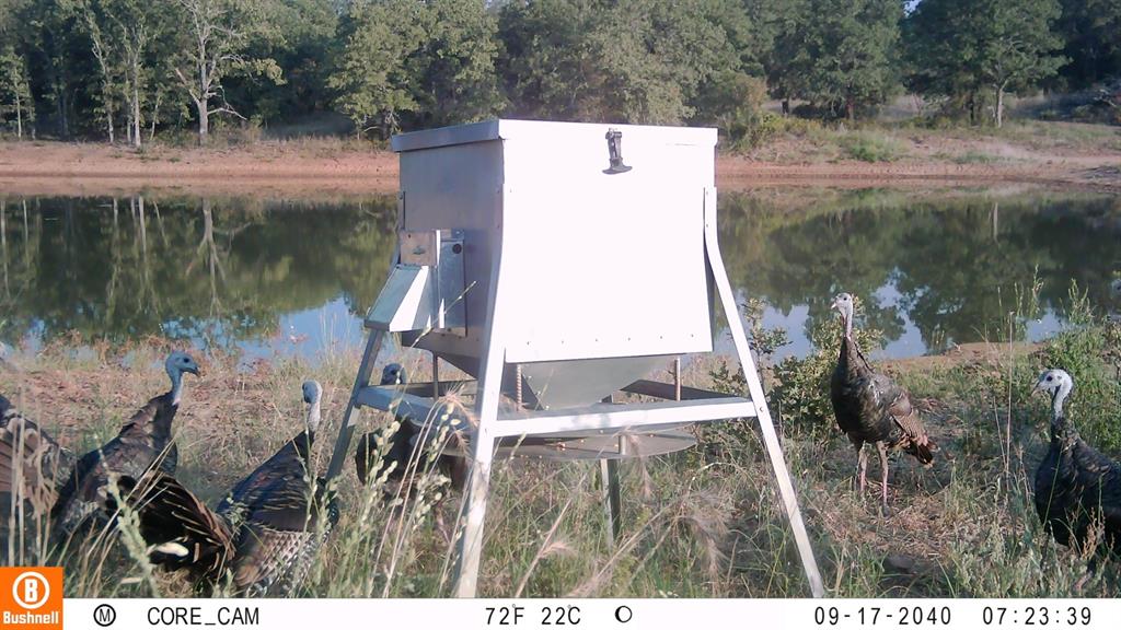 0 Marley Road Jacksboro, TX 76458 - Photo 11 of 32 Turkey at the feeder.