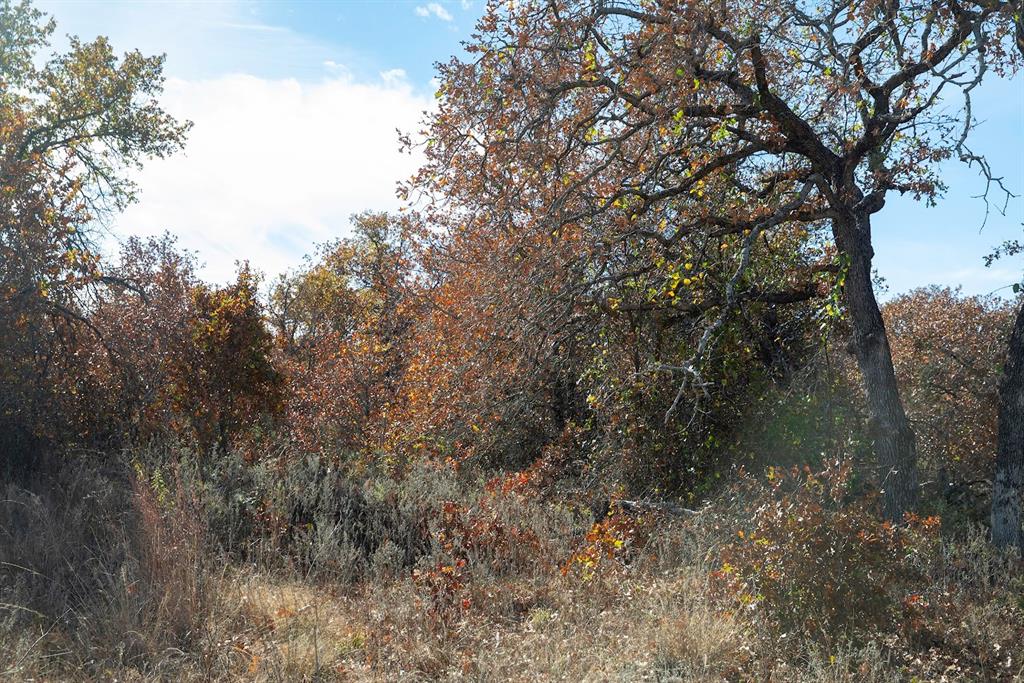 0 Marley Road Jacksboro, TX 76458 - Photo 13 of 32 Brush and forbs.
