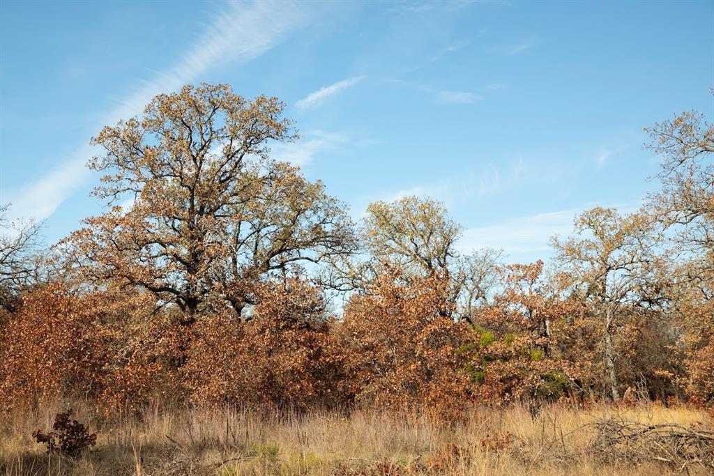 0 Marley Road Jacksboro, TX 76458 - Photo 16 of 32 Post oaks with a few Blackjack oak.