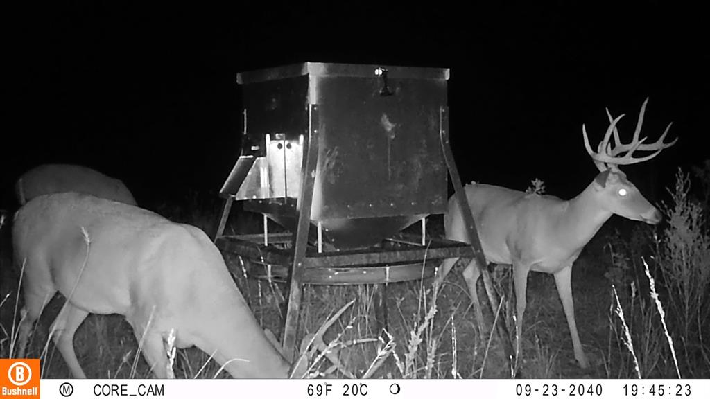 0 Marley Road Jacksboro, TX 76458 - Photo 3 of 32 Nice bucks.