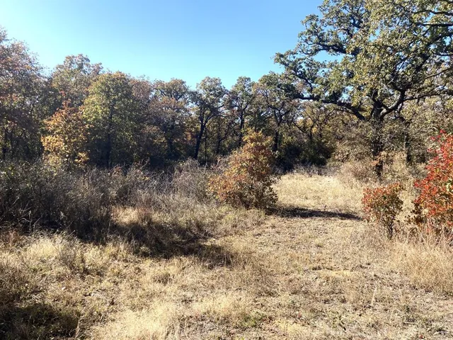 a view of a yard with trees
