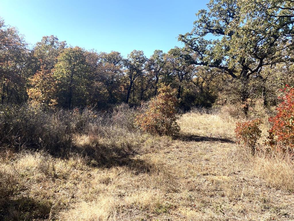 0 Marley Road Jacksboro, TX 76458 - Photo 5 of 32 Native grasses and Post Oaks.