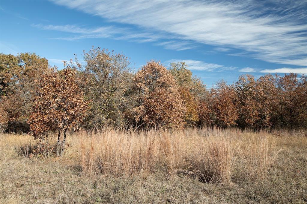 0 Marley Road Jacksboro, TX 76458 - Photo 6 of 32 Little bluestem makes excellent turkey nesting