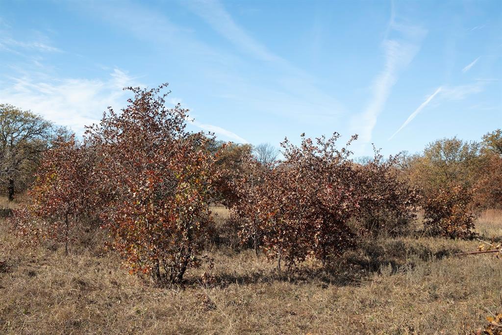 0 Marley Road Jacksboro, TX 76458 - Photo 8 of 32 Post oaks with their fall color.