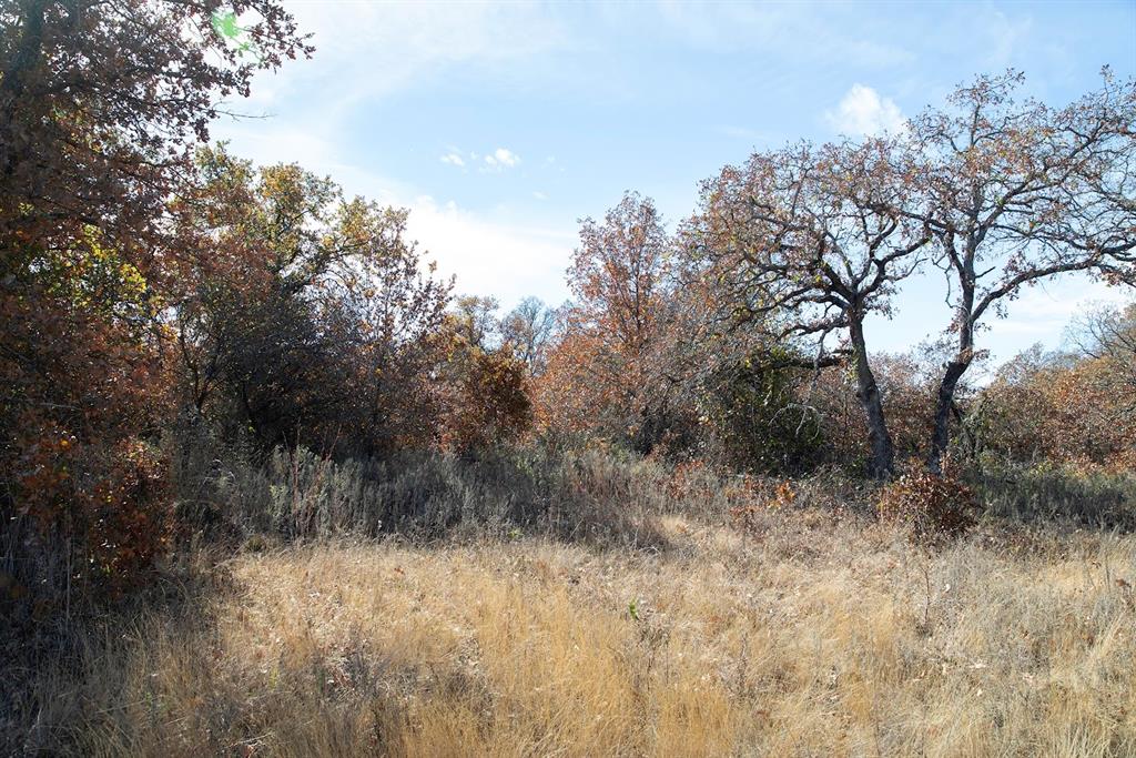 0 Marley Road Jacksboro, TX 76458 - Photo 9 of 32 Native grasses, forbs and brush.