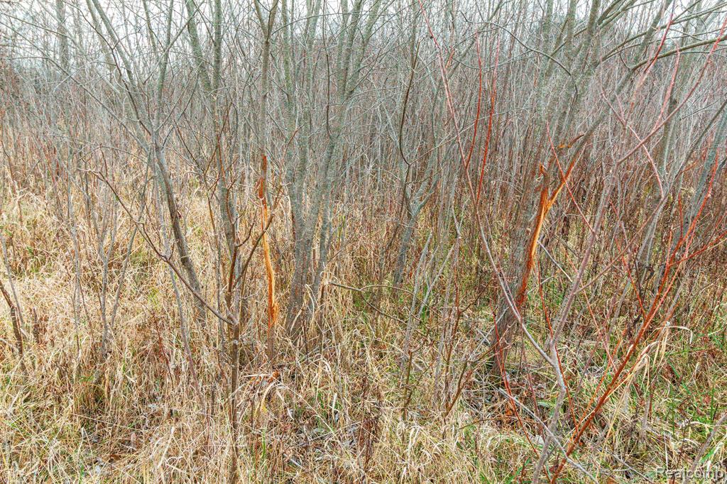 6152 Old State Road North Branch, MI 48461 - Photo 23 of 32 Gallery Image 23