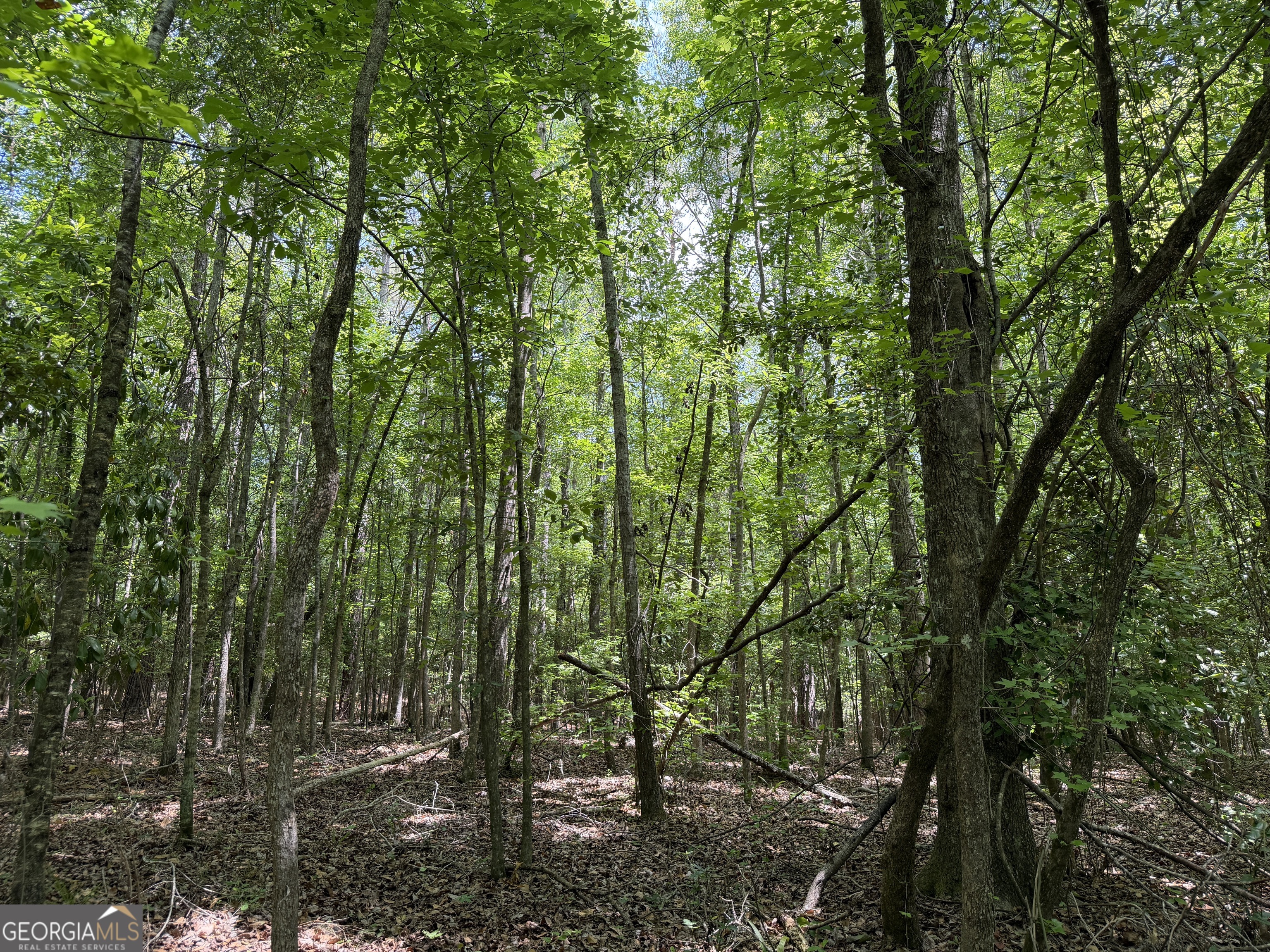 7 Long Branch Road Toomsboro, GA 31090 - Photo 8 of 11 a view of forest