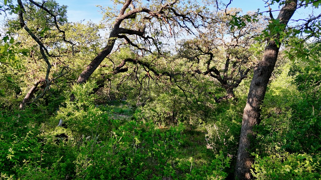 Tbd Tbd Madden Ranch Road Valley Spring, TX 76885 - Photo 26 of 46 Gallery Image 26