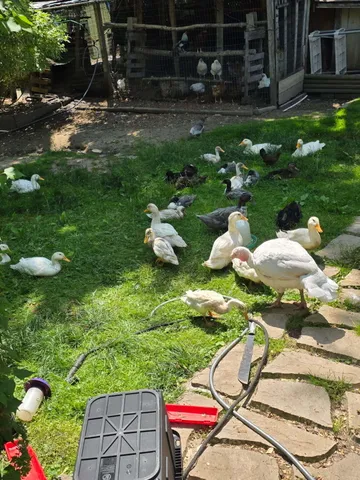 $265,000 | 2348 Segwun Avenue Southeast, Lowell, MI 49331