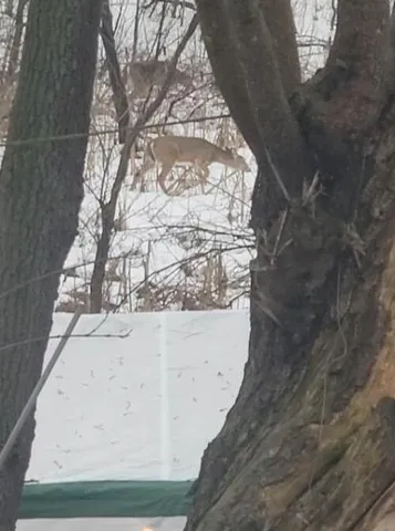 $265,000 | 2348 Segwun Avenue Southeast, Lowell, MI 49331