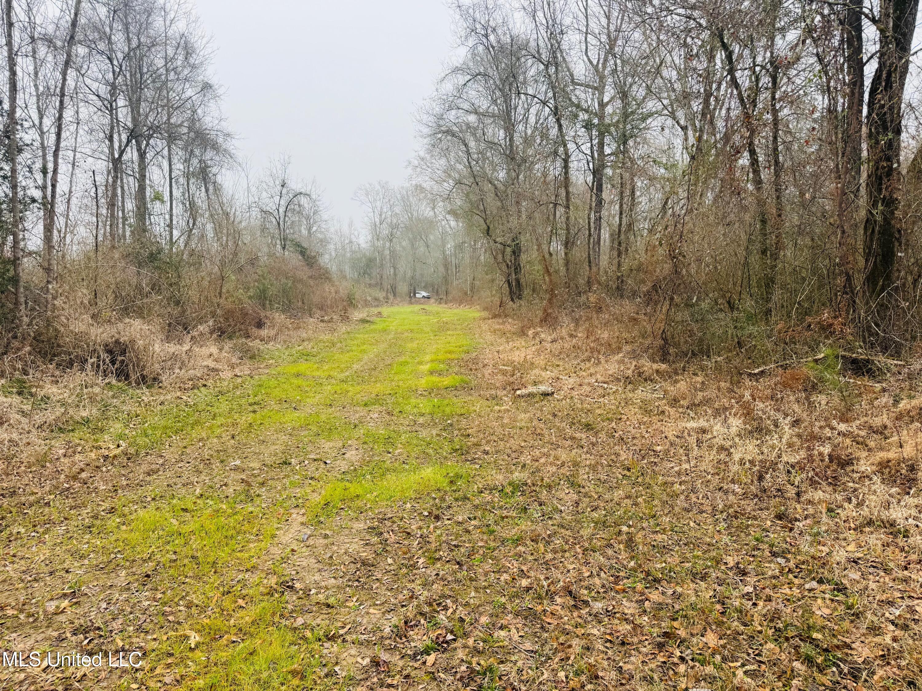 0 Sidney Ellzey Road Tylertown, MS 39667 - Photo 6 of 11 Ellzey - Food plot facing north