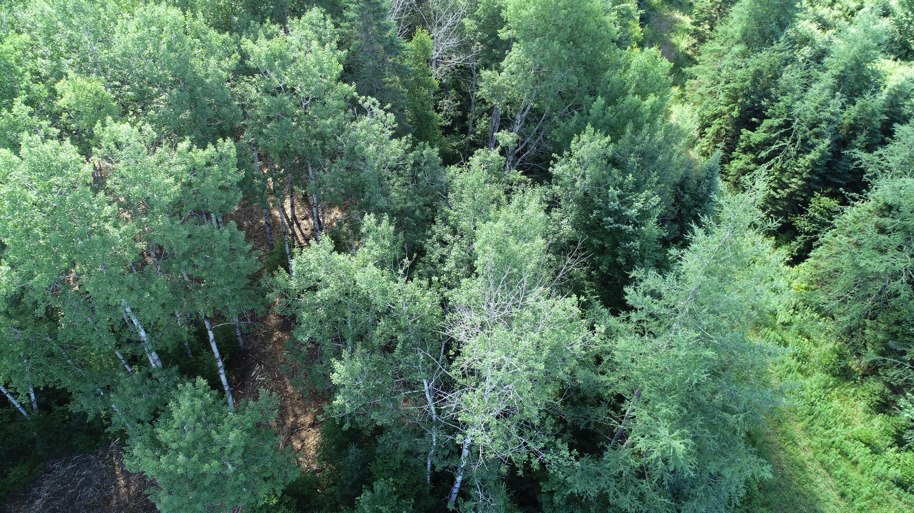 Lot 39 Smith (haney) Road Orient, ME 04471 - Photo 9 of 25 DJI_0097