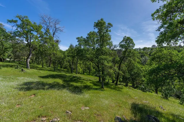 a view of a field with a tree