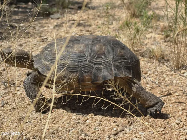 $900,000 | 7530 West Bucking Horse Road, Sahuarita, AZ 85629