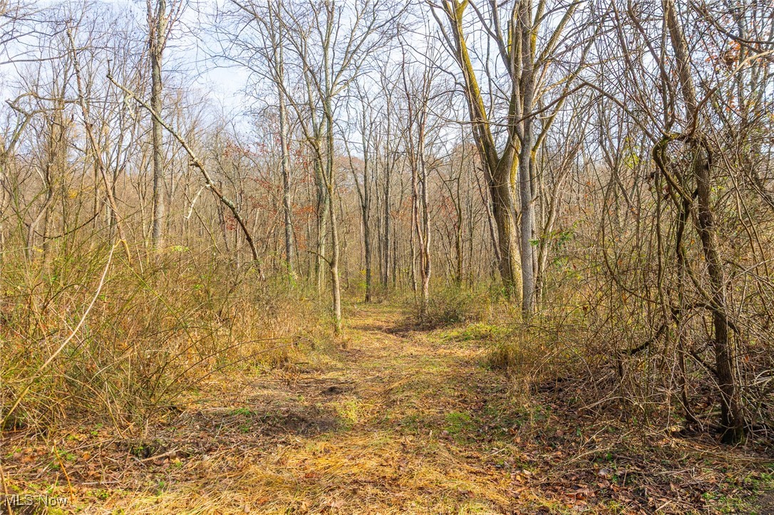 1239 Township Road Dresden, OH 43821 - Photo 30 of 50 View of tree filled area