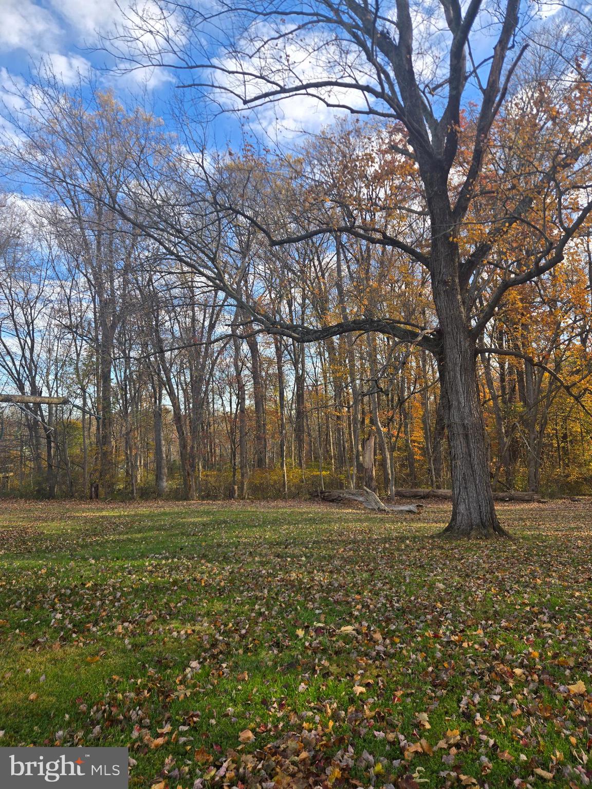 1903 Glen Cove Road Darlington, MD 21034 - Photo 18 of 21 a big yard with trees