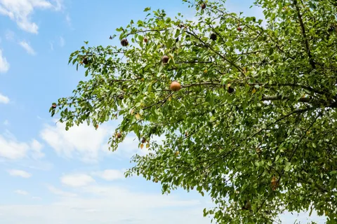 a view of a plant with a plant