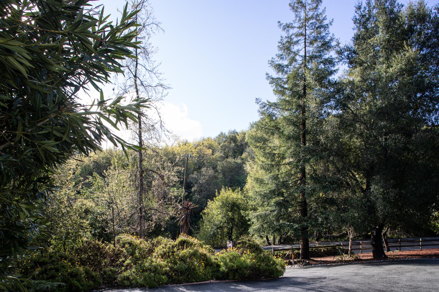 21781 Prospect Road Saratoga, CA 95070 - Photo 42 of 51 a view of a street with some trees