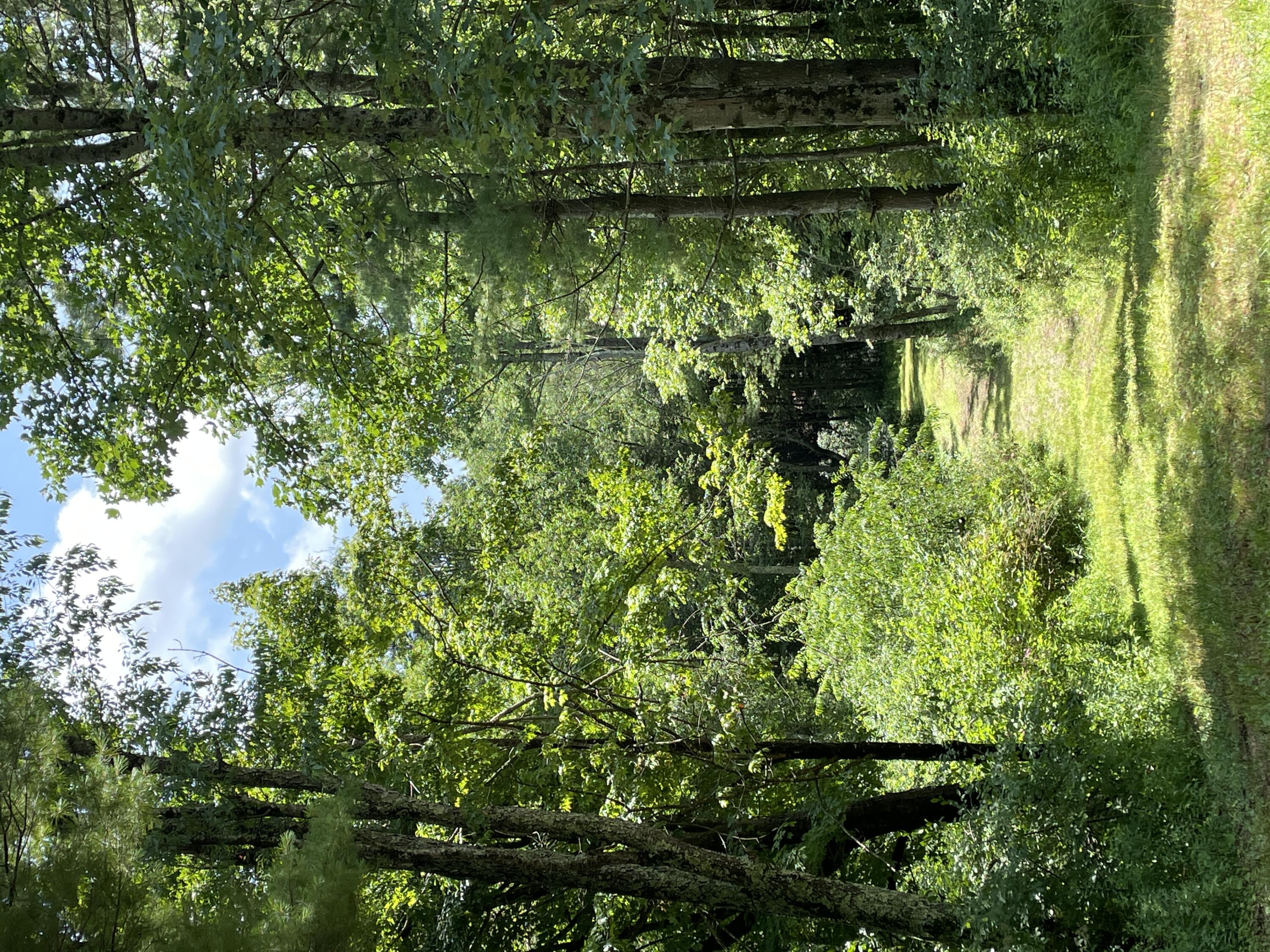 Tbd Buffalo Mountain Road Southwest Meadows Of Dan, VA 24120 - Photo 1 of 12 land