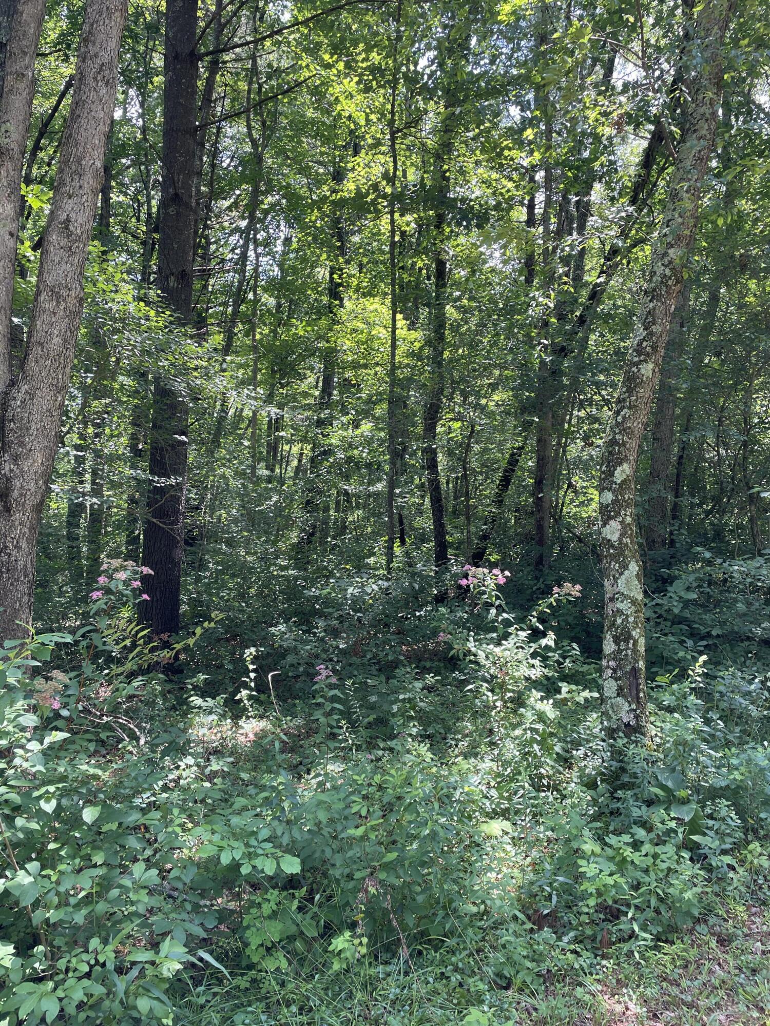 Tbd Buffalo Mountain Road Southwest Meadows Of Dan, VA 24120 - Photo 4 of 12 5