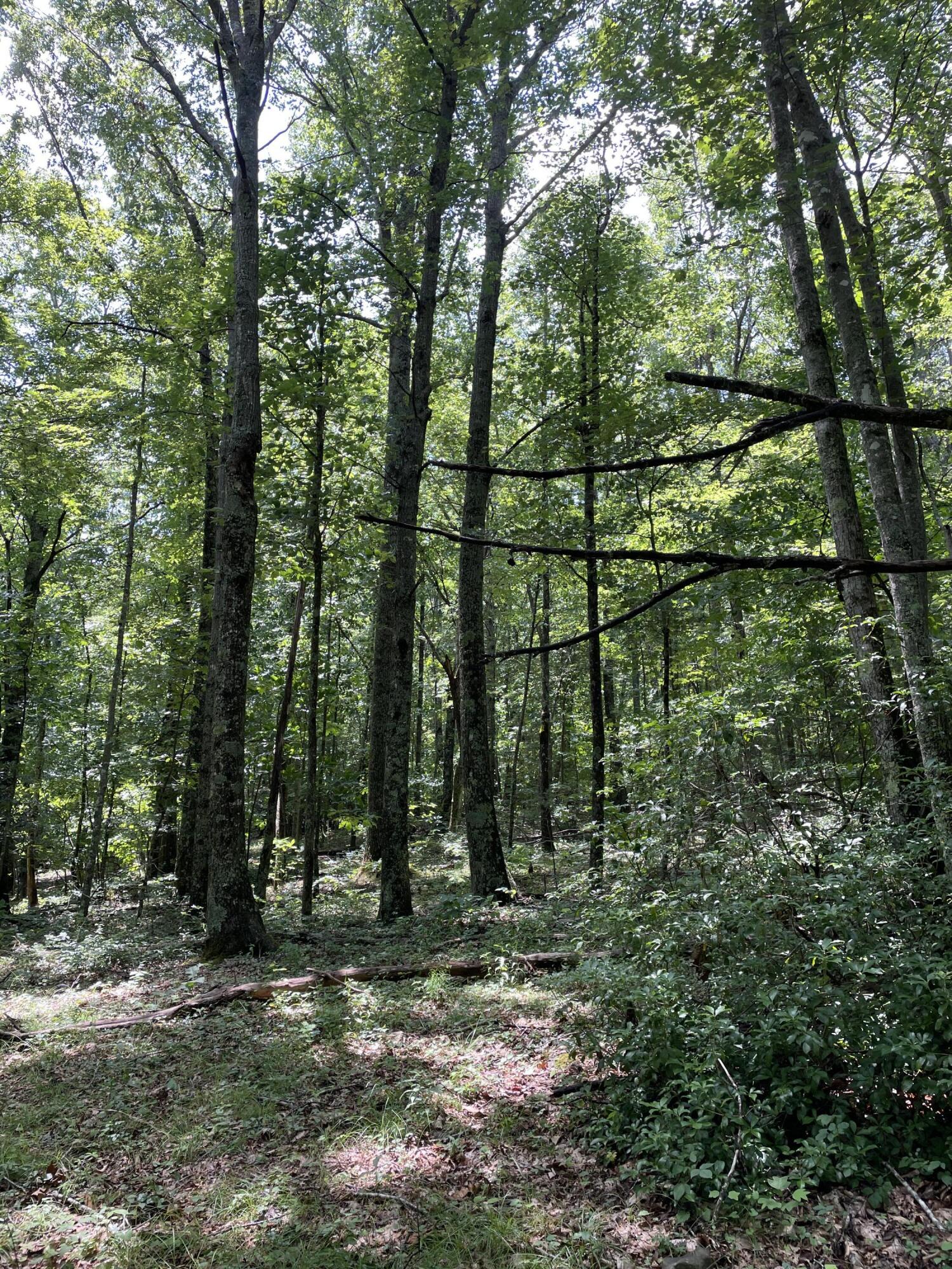 Tbd Buffalo Mountain Road Southwest Meadows Of Dan, VA 24120 - Photo 5 of 12 6
