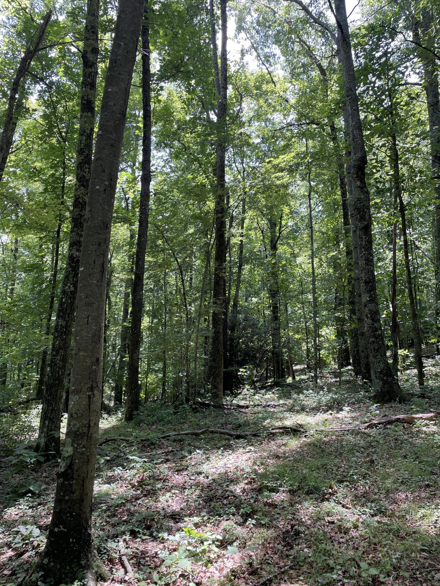 Tbd Buffalo Mountain Road Southwest Meadows Of Dan, VA 24120 - Photo 6 of 12 7