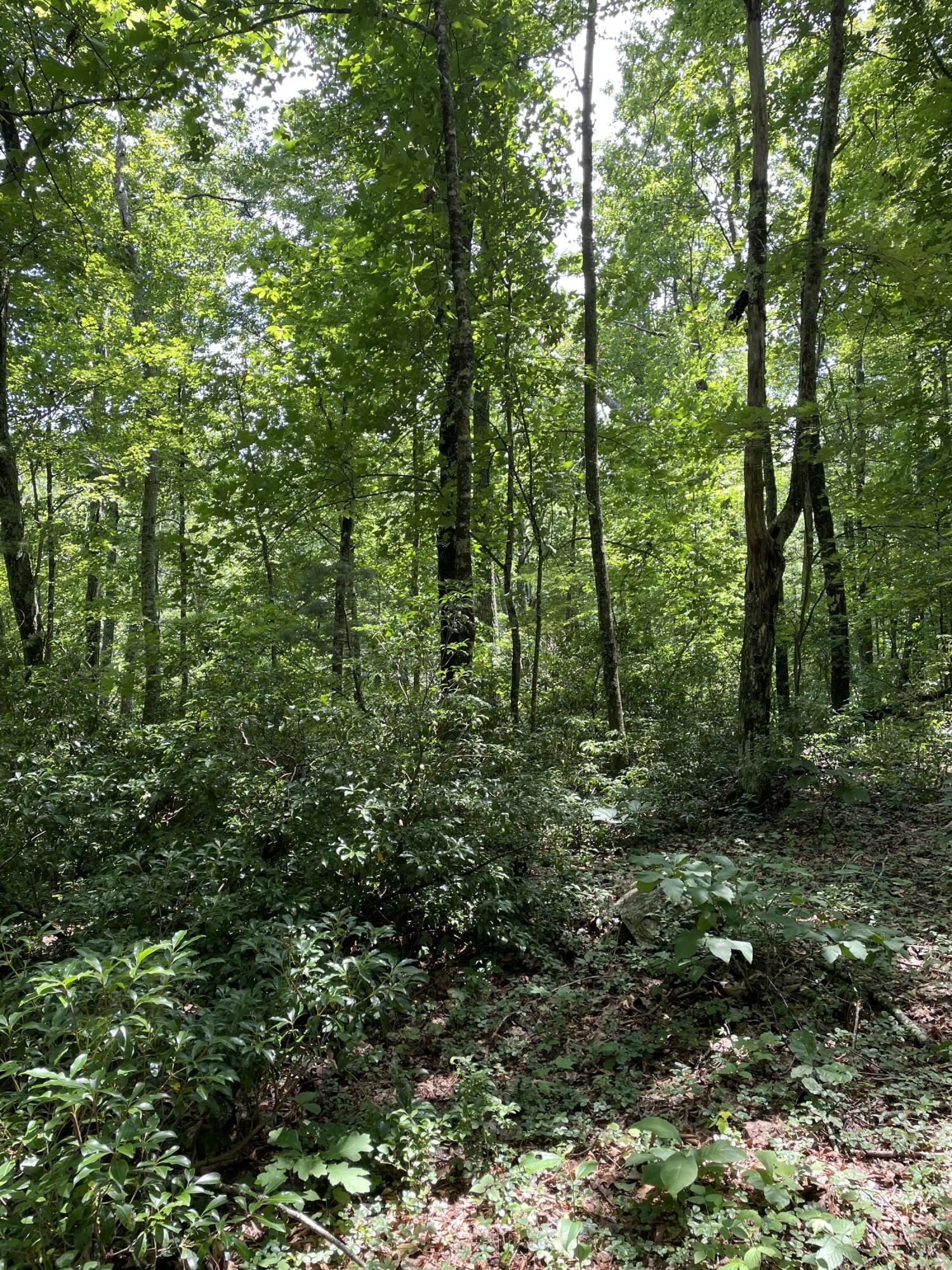Tbd Buffalo Mountain Road Southwest Meadows Of Dan, VA 24120 - Photo 7 of 12 8