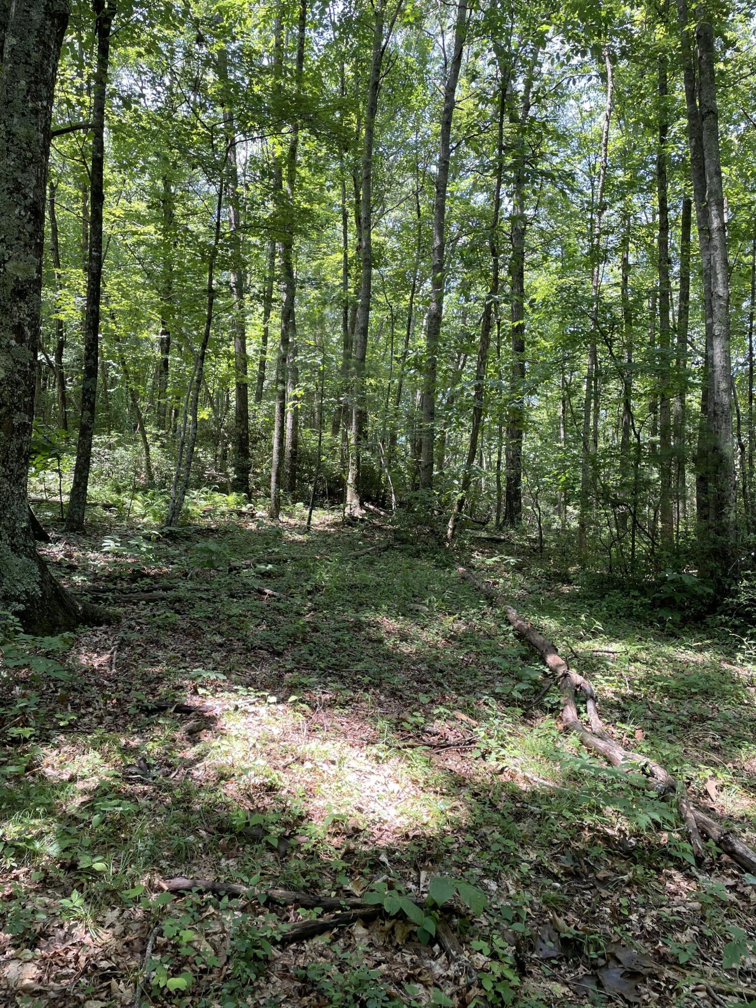 Tbd Buffalo Mountain Road Southwest Meadows Of Dan, VA 24120 - Photo 8 of 12 9