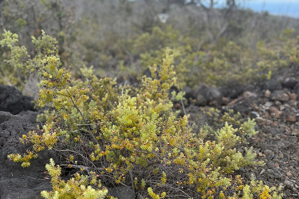 2 Kailua Boulevard Ocean View, HI 96704 - Photo 6 of 7