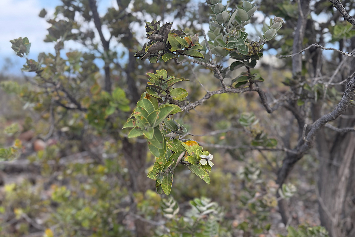 2 Kailua Boulevard Ocean View, HI 96704 - Photo 7 of 7