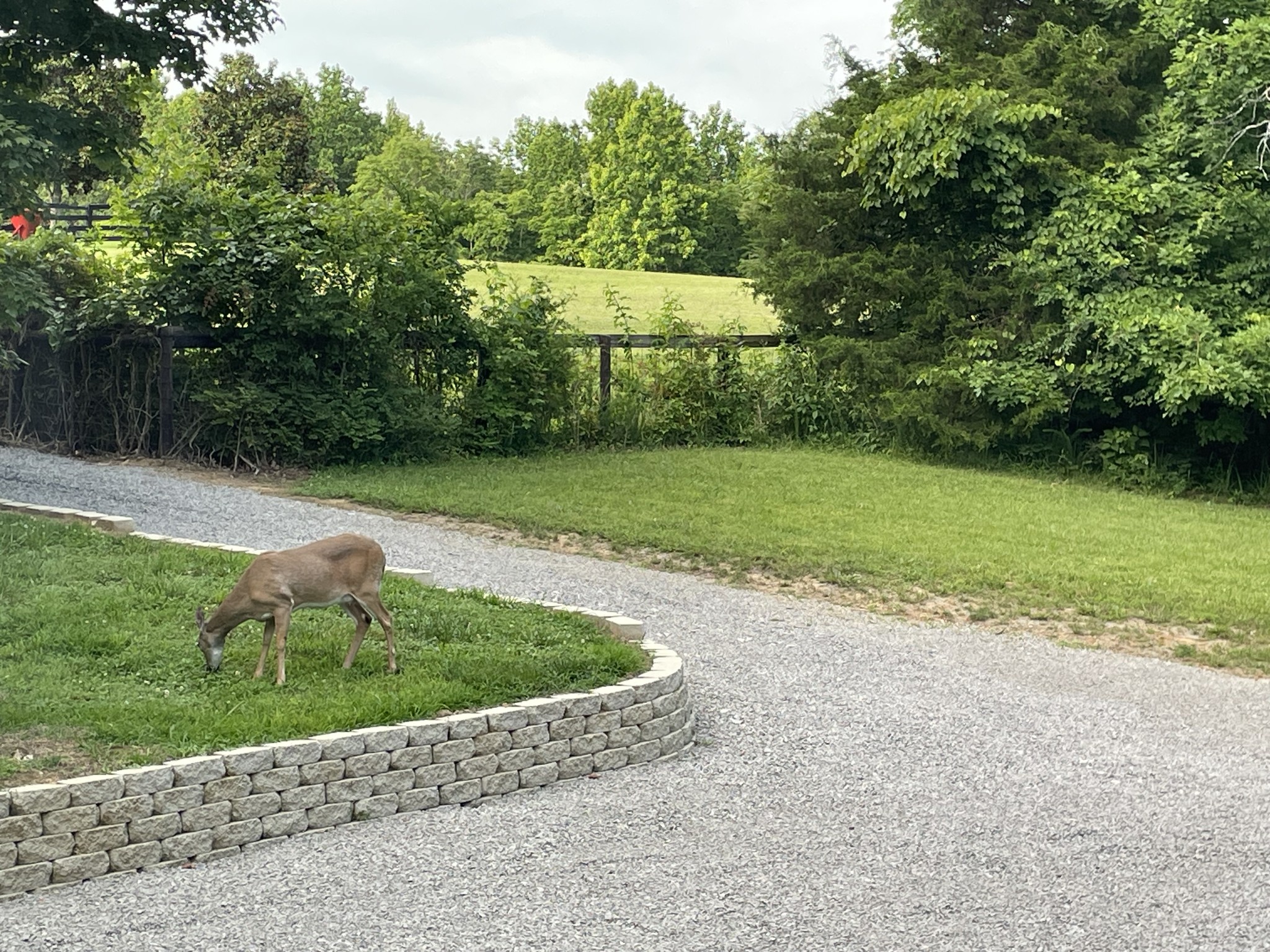 4852 Ash Hill Road Spring Hill, TN 37174 - Photo 60 of 60 a view of a backyard