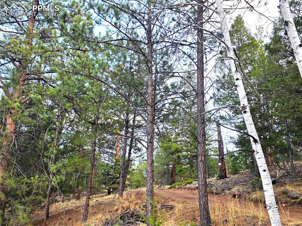 204 Pine Road Florissant, CO 80816 - Photo 17 of 27 road along property