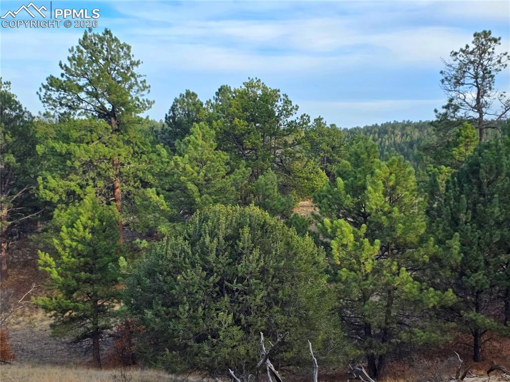 204 Pine Road Florissant, CO 80816 - Photo 20 of 27