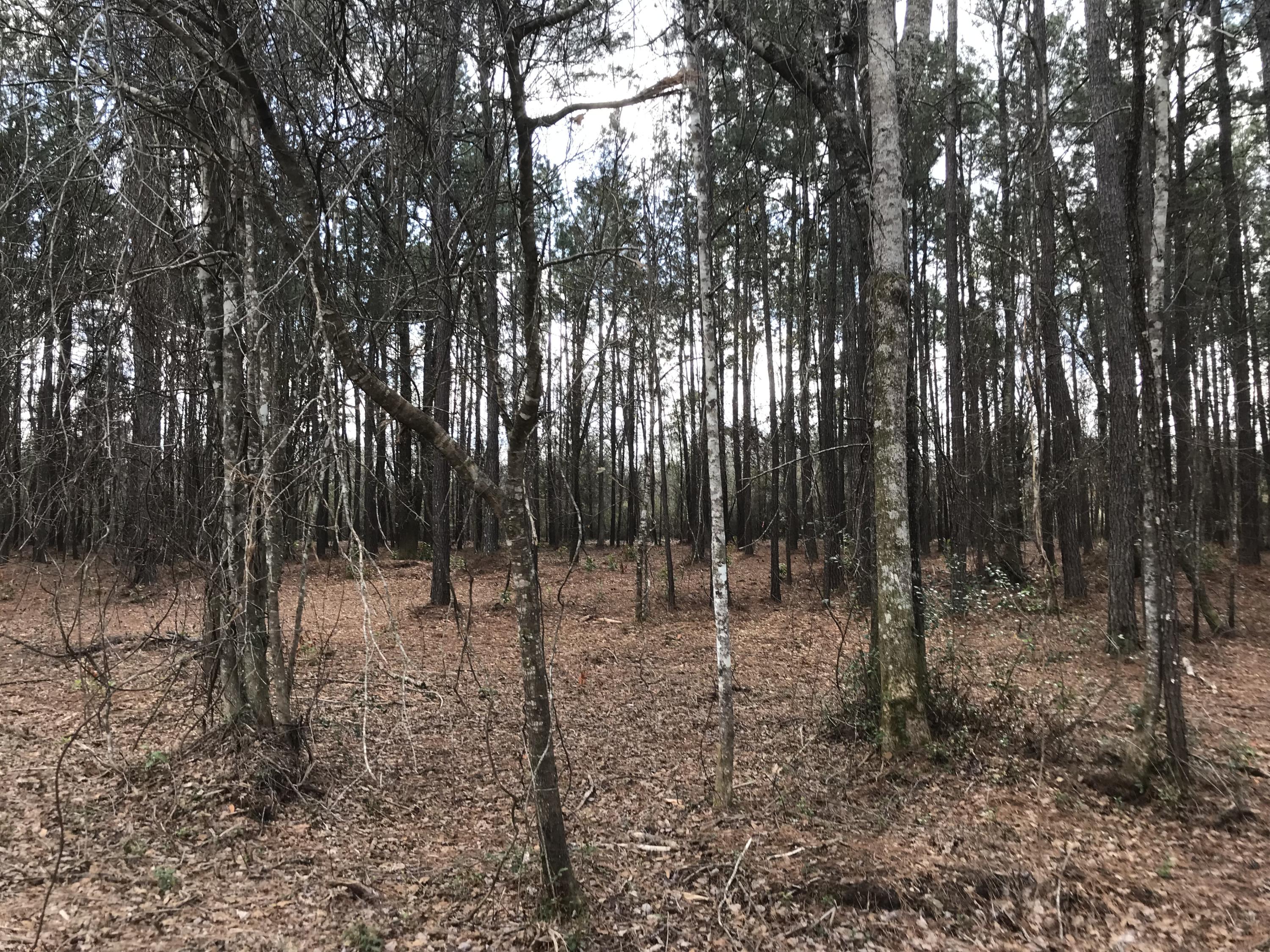 3600 Red Oak Road Cottageville, SC 29435 - Photo 22 of 31 IMG_7302