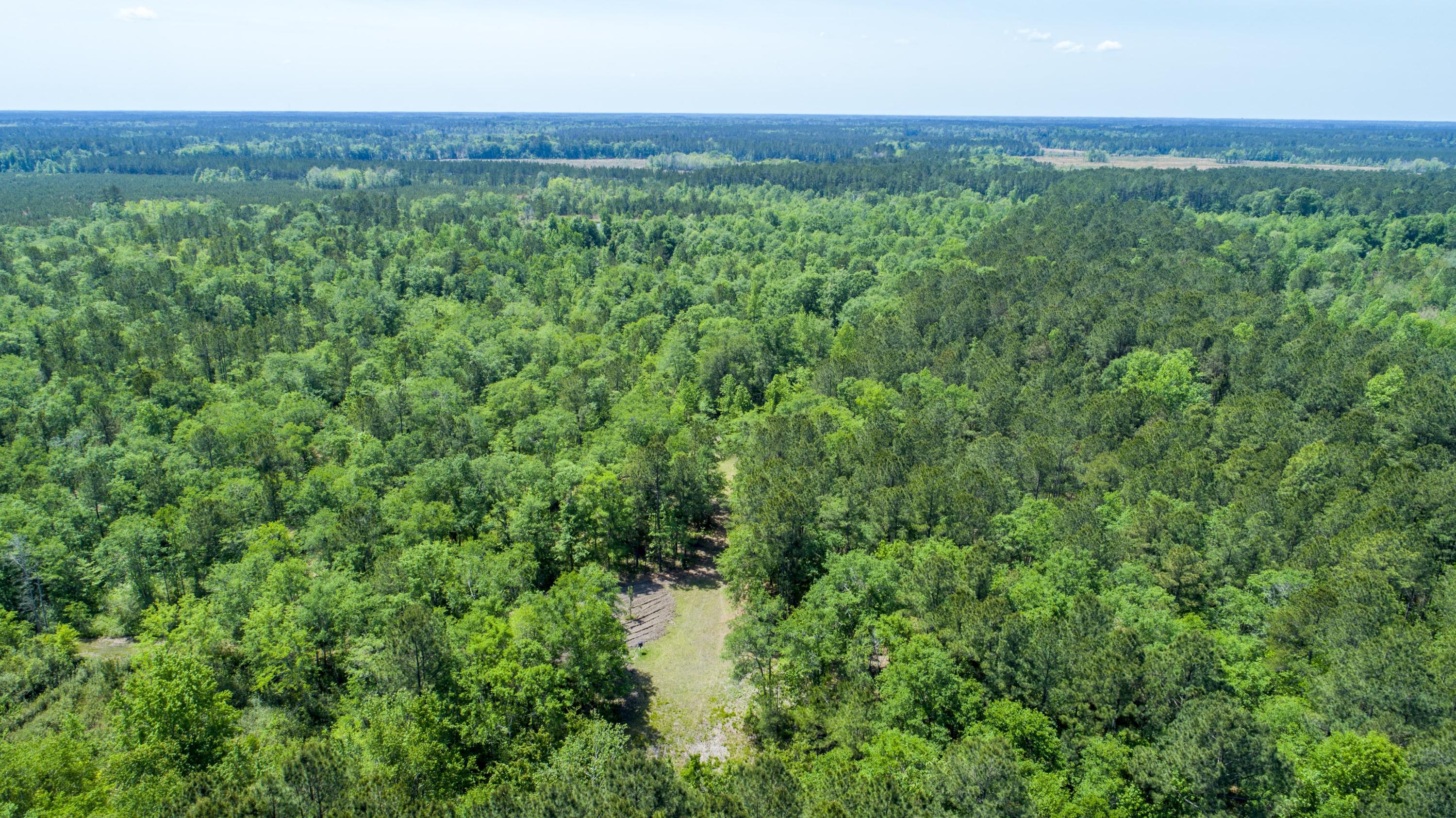 3600 Red Oak Road Cottageville, SC 29435 - Photo 5 of 31 Timber