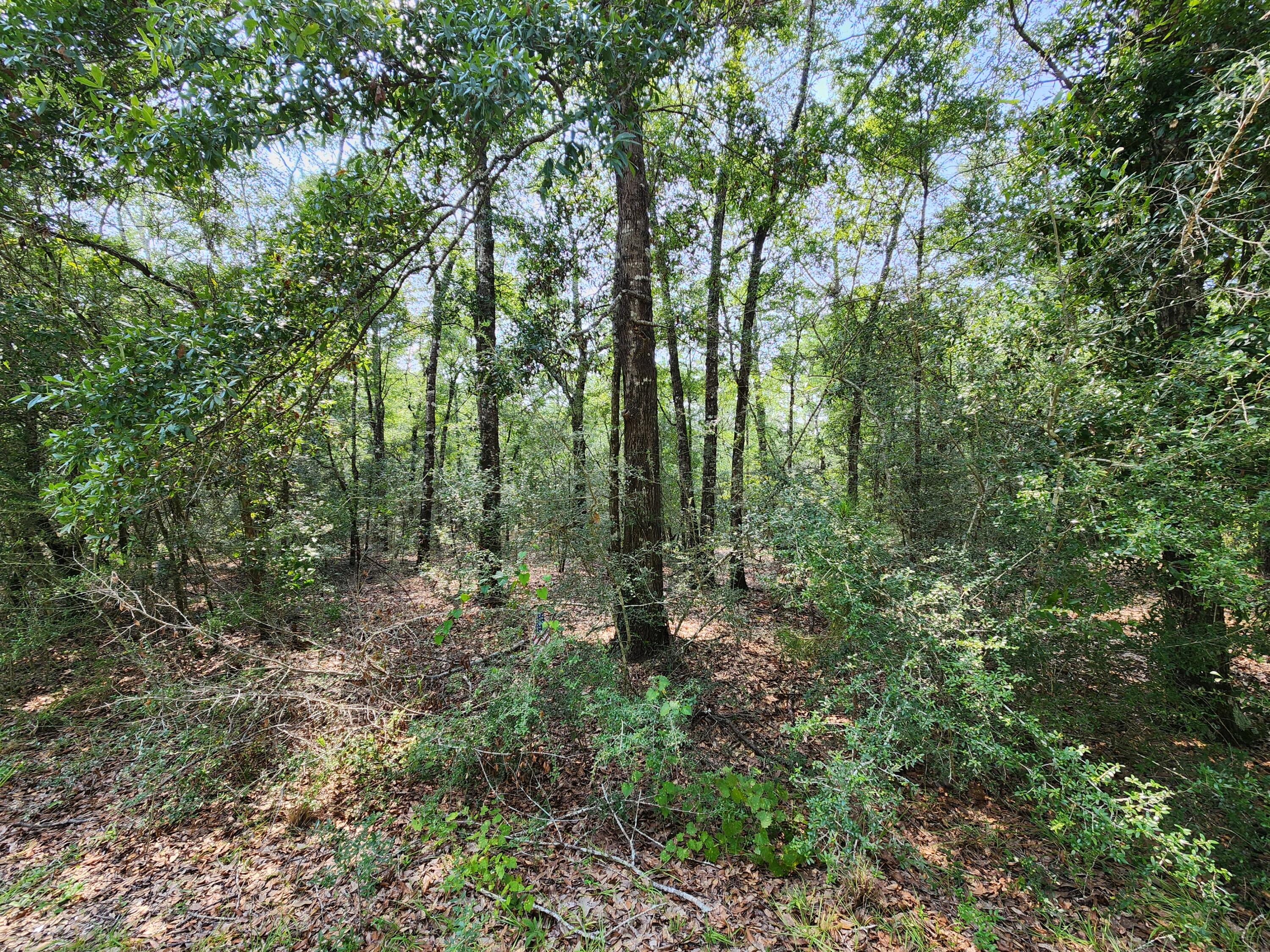 0 Deer Valley Road DeFuniak Springs, FL 32433 - Photo 5 of 6 a view of a lush green forest