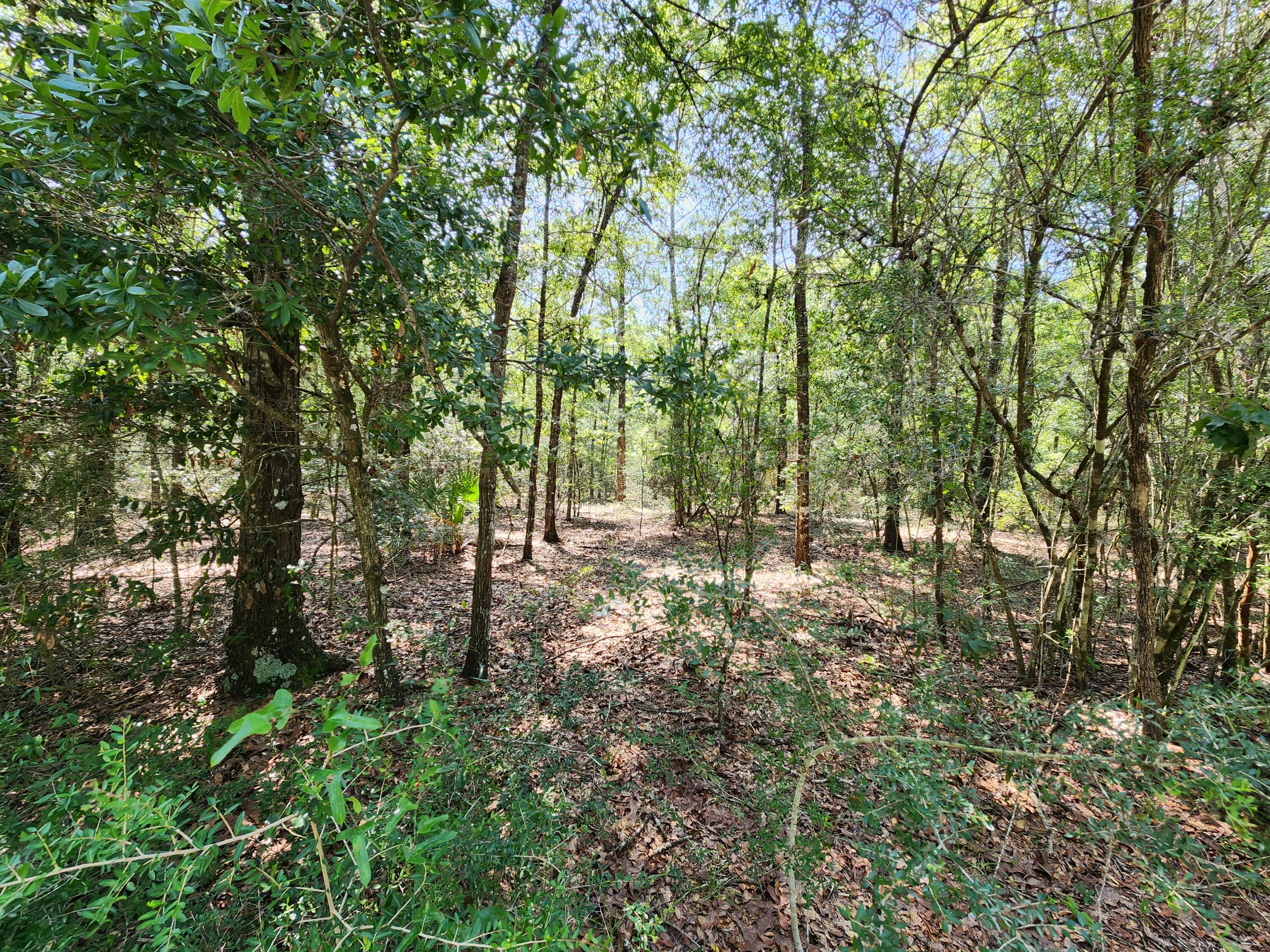 0 Deer Valley Road DeFuniak Springs, FL 32433 - Photo 6 of 6 a view of outdoor space and trees