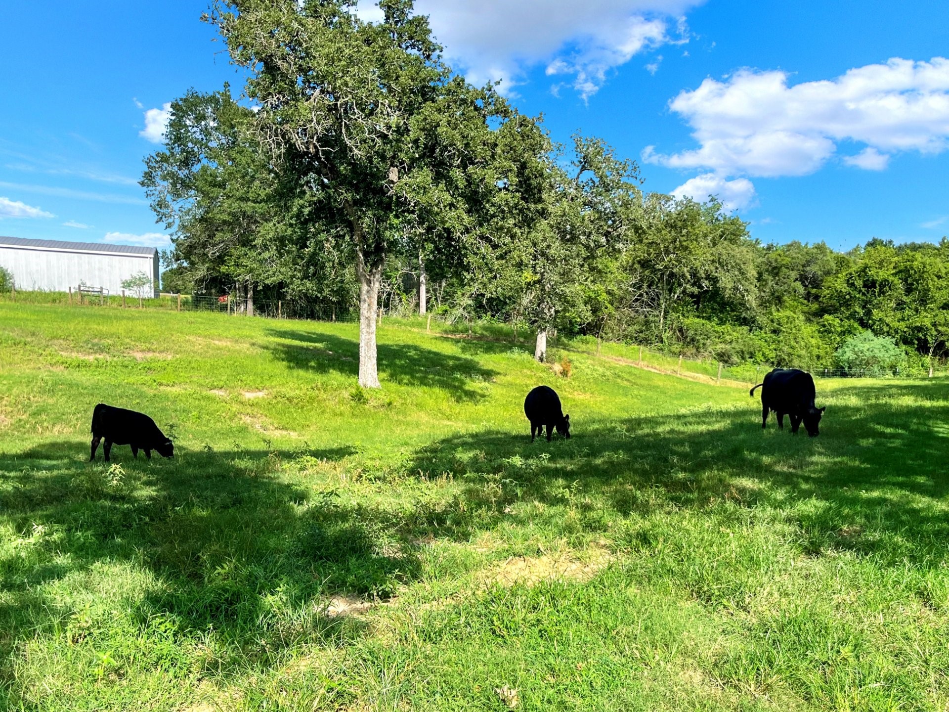 2230 County Road 201 Weimar, TX 78962 - Photo 20 of 30