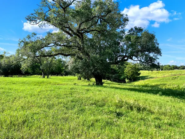 a view of a park with large trees